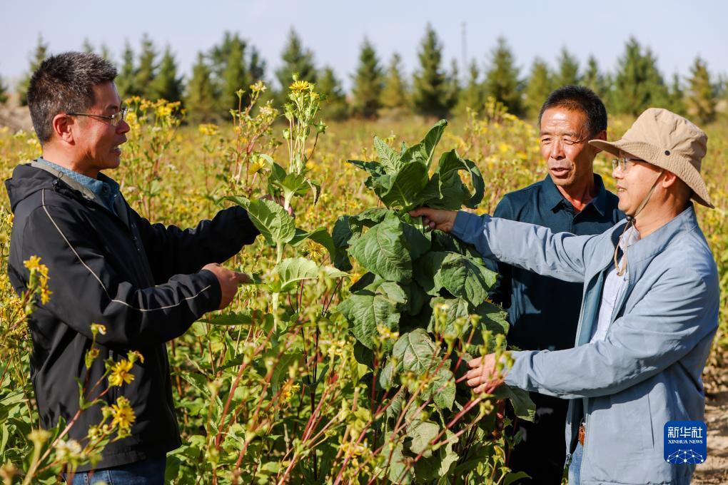 天天斗地主游戏下载